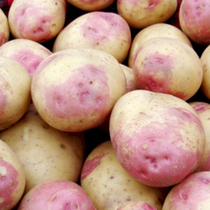 Елітні сорти картоплі - запорука гарного врожаю