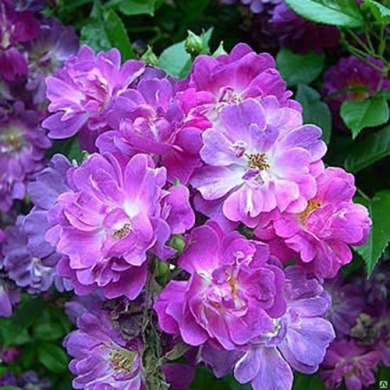 Троянда плетиста "Вейлченблу" Veilchenblau