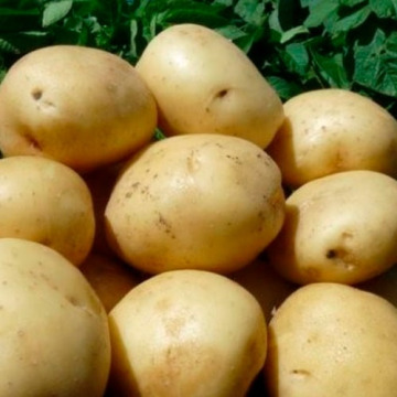 картофель гала