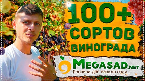 Виноград столовий "Преображення": купити поштою у Києві, Одесі, Україні ...