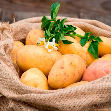 Какой сорт картофеля самый вкусный - Megasad - интернет магазин саженцев,семян, луковиц для вашего сада и огорода