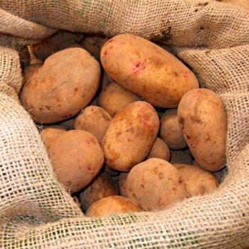Рассыпчатые сорта картофеля