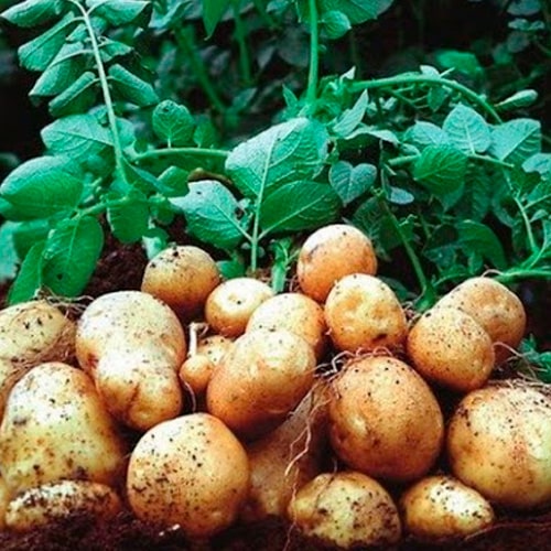 Картопля Коломбо. Опис сорту та характеристики