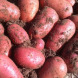 Насіннєва  рання картопля "Ред леді" (1 репродукція, для варіння, смаження) 1кг