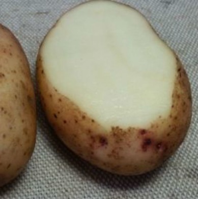 Насіннєва рання картопля "Тірас" (1 репродукція, на пюре) 1кг
