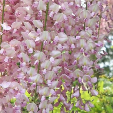 Глициния розовая (закрытый корень)