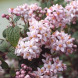 Дейция гибридная "Монт Роуз" Mont Rose (закрытый корень С2)