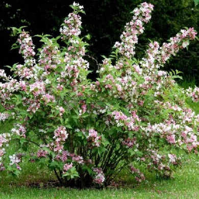 Дейция гибридная "Монт Роуз" Mont Rose (закрытый корень С2)