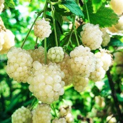 Ежевика белая "Polar Berry" (закрытый корень)