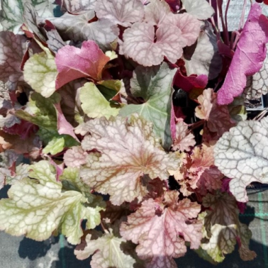 Гейхера "Сільвер Мірор" Silver Mirror (закритий корінь) Гейхера "Сільвер Мірор" Silver Mirror (закритий корінь)