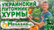 Хурма "Плоская" кавказский подвой 2 год
