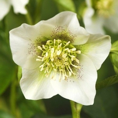 Морозник "Pretty Ellen White" (закрытый корень)