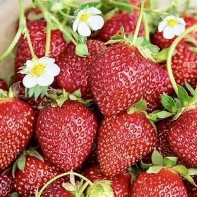 Клубника "Ания" ремонтантная, 5 шт