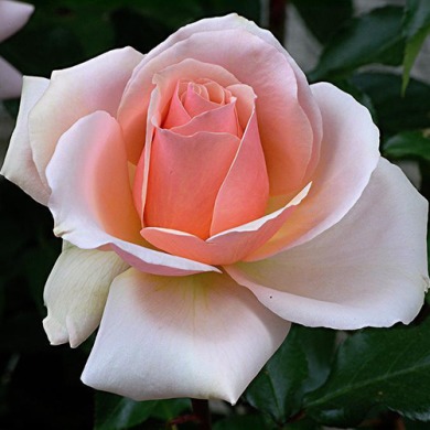 Роза чайно-гибридная "Априкот кенди" (Apricot Candy)