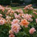 Троянда чайно-гібридна "Апрікот кенді" (Apricot Candy)