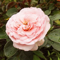 Роза плетистая "Мини Эден Роуз" Mini Eden Rose