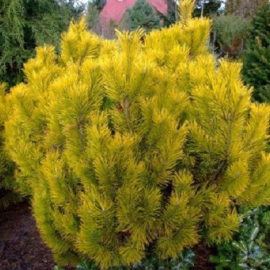 Сосна гiрська "Голден Глоу" Golden Glow (контейнер С12)
