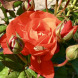 Роза чайно-гибридная "Танго" Tango