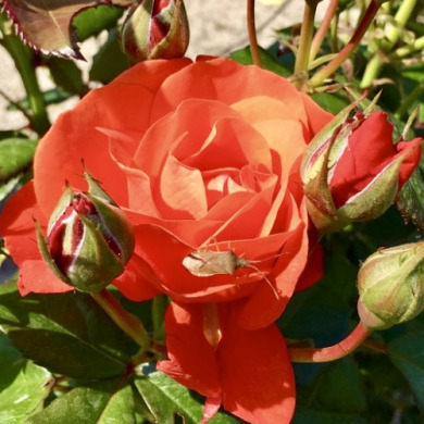 Роза чайно-гибридная "Танго" Tango