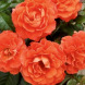 Роза чайно-гибридная "Танго" Tango