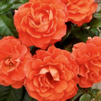 Роза чайно-гибридная "Танго" Tango