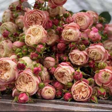 Роза спрей "Викториан Классик" Victorian Classic