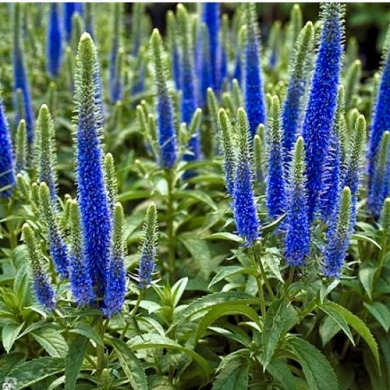 Вероніка королівська "Роял Блю" Royal Blue (закритий корінь С2)