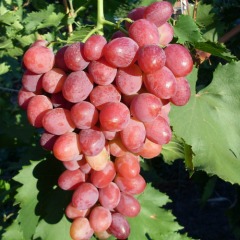 Виноград столовый "Рубиновый юбилей"