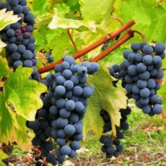 Виноград винный  "Каберне"