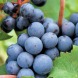 Виноград винный  "Каберне"