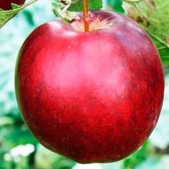 Яблуня "Моді"