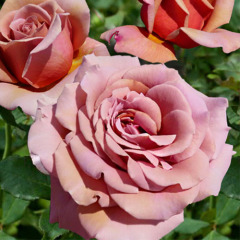 Троянда флорибунда "Коко Локо"