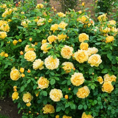 Роза английская "Голден Селебрейшен" Golden Celebration