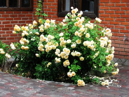 Троянда англійська "Голден Селебрейшен" Golden Celebration