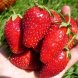 Клубника "Дивная" 5шт (закрытый корень)