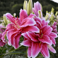 Лілія орієнтальна махрова "Roselily Thalissa" 1 шт Лілія орієнтальна махрова "Roselily Thalissa" 1 шт