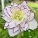 Морозник "Double White Purple Edge" (закритий корінь)