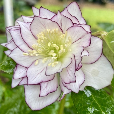 Морозник "Double White Purple Edge" (закритий корінь)