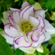 Морозник "Double White Purple Edge" (закритий корінь)