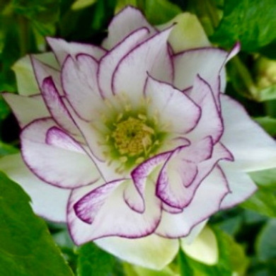 Морозник "Double White Purple Edge" (закритий корінь)