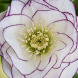 Морозник "Double White Purple Edge" (закритий корінь)
