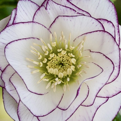 Морозник "Double White Purple Edge" (закритий корінь)
