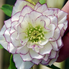 Морозник "Double White Purple Edge" (закритий корінь)