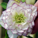Морозник "Double White Purple Edge" (закритий корінь)