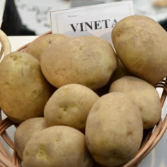 Насіннєва рання картопля "Венета" (1 репродукція, для смаження, салатів) 20 кг