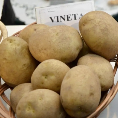 Насіннєва рання картопля "Венета" (1 репродукція, для смаження, салатів) 20 кг