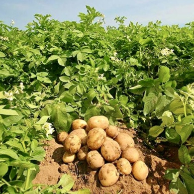 Насіннєва рання картопля "Венета" (1 репродукція, для смаження, салатів) 20 кг