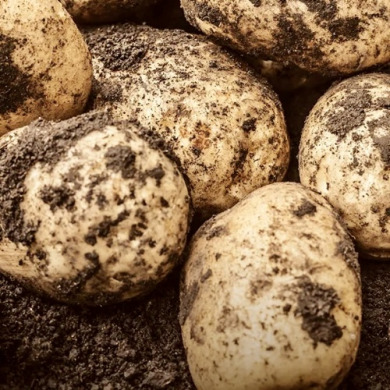 Насіннєва рання картопля "Венета" (1 репродукція, для смаження, салатів) 20 кг