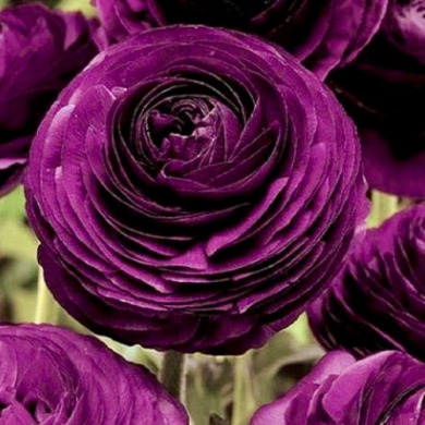 Лютик "Purple" 3 шт