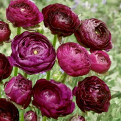 Лютик "Purple" 3 шт